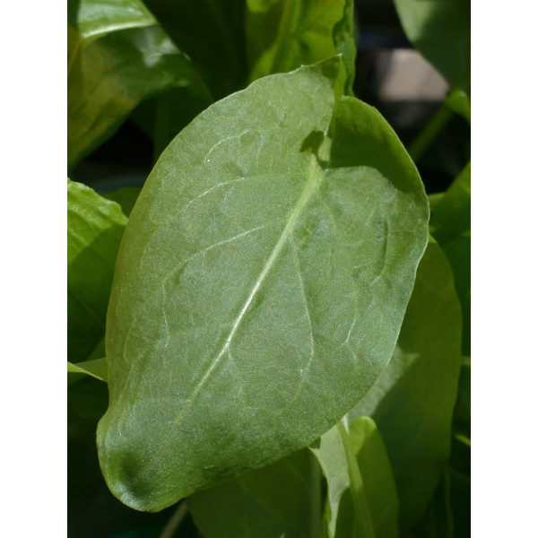 Graines Oseille large de Belleville