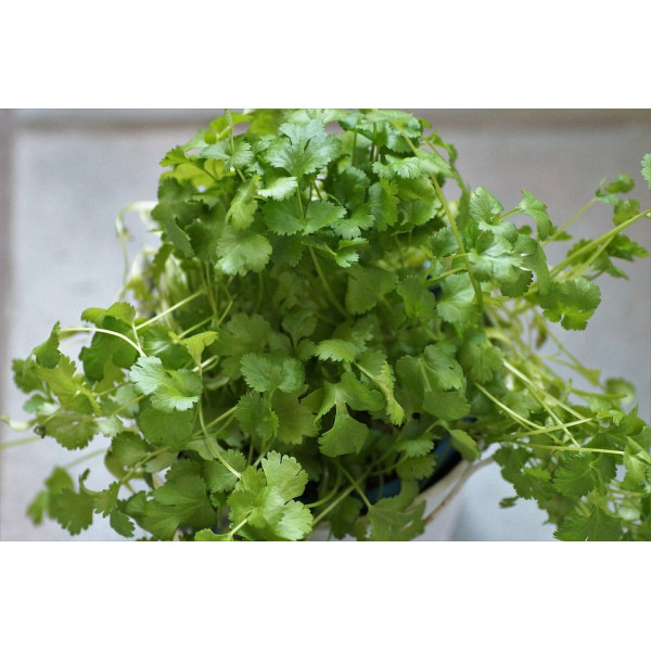 Coriandre cultivée