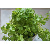 Coriandre cultivée