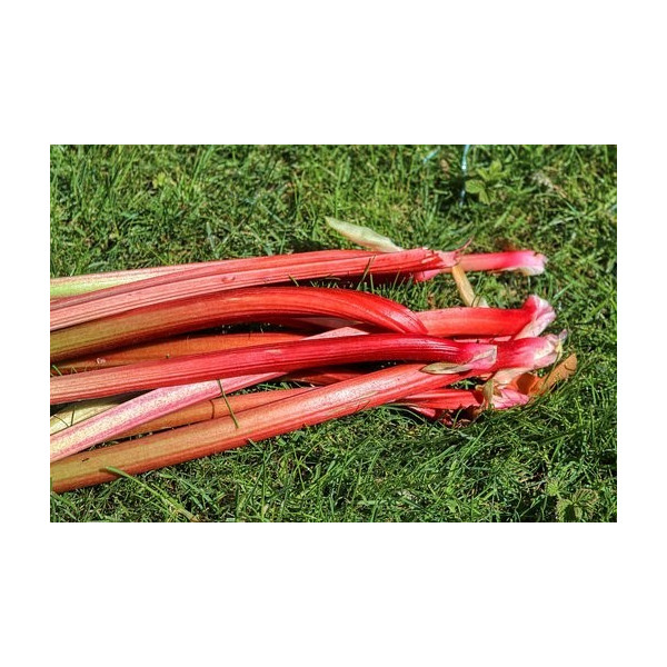 Graines de Rhubarbe Lider à côtes rouges