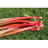 Graines de Rhubarbe Lider à côtes rouges