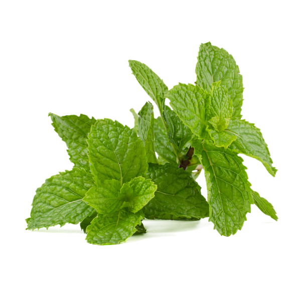 Graines de Menthe poivrée