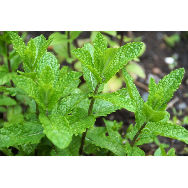 Graines de Menthe poivrée