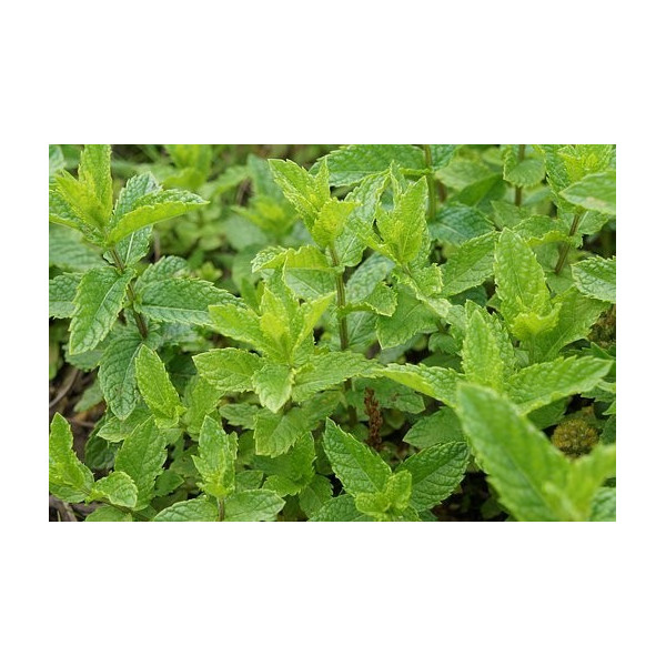 Graines de Menthe poivrée