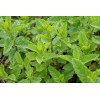 Graines de Menthe poivrée